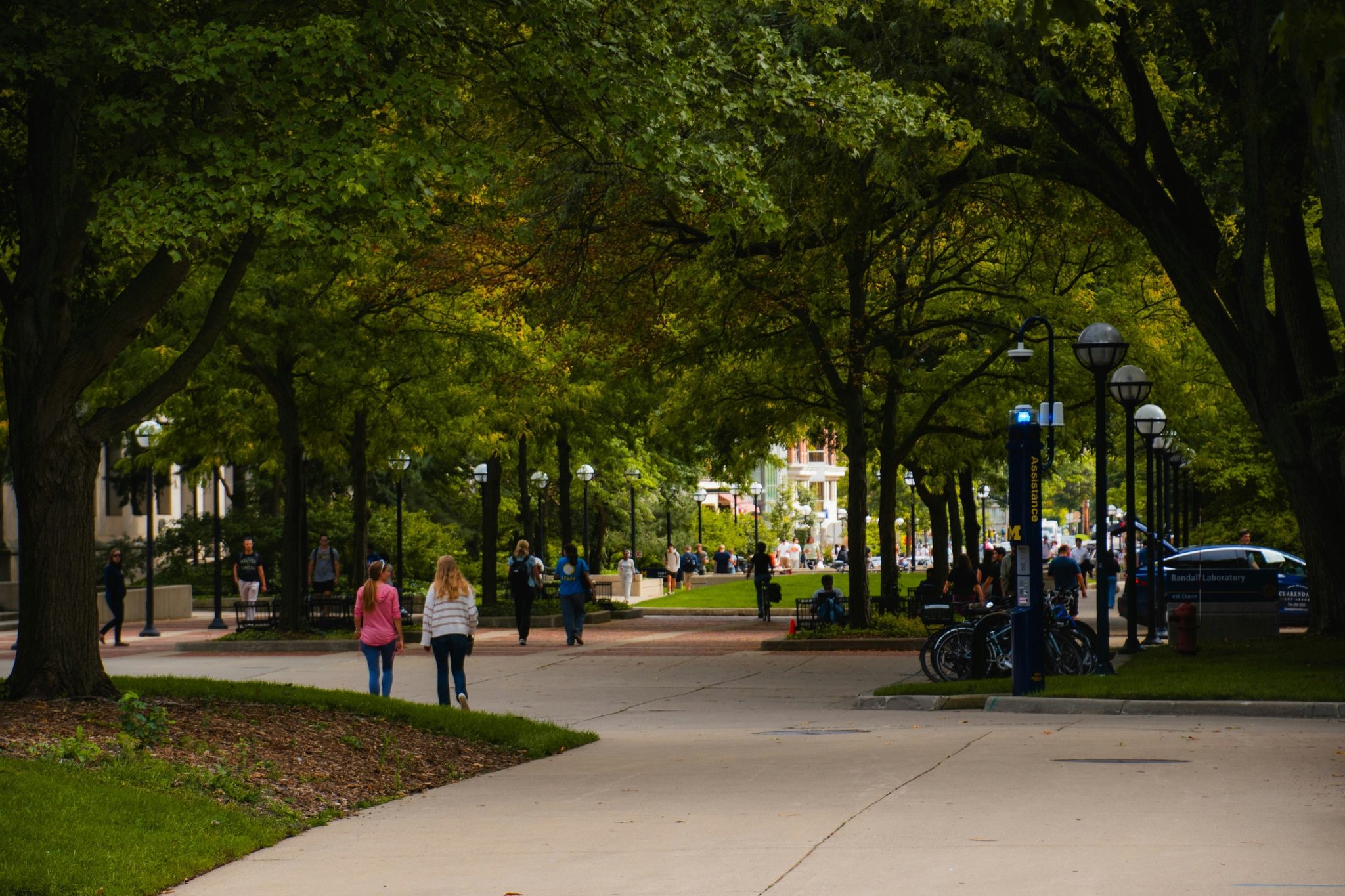 A tree-lined path on a university campus